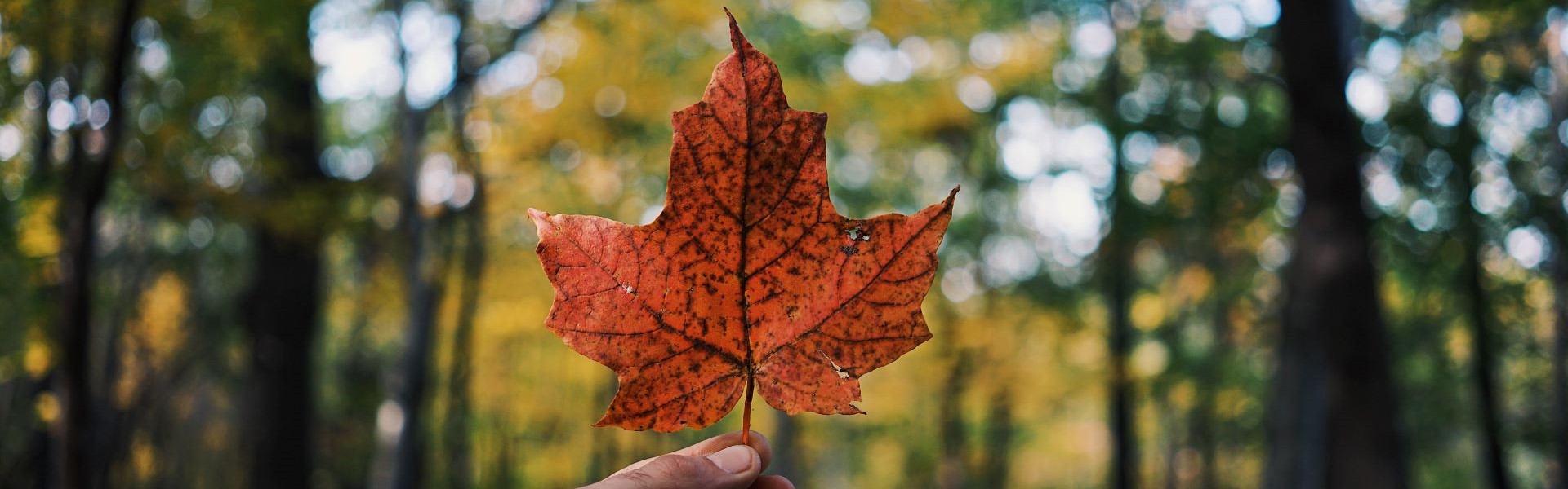 forest with hand holding maple leave